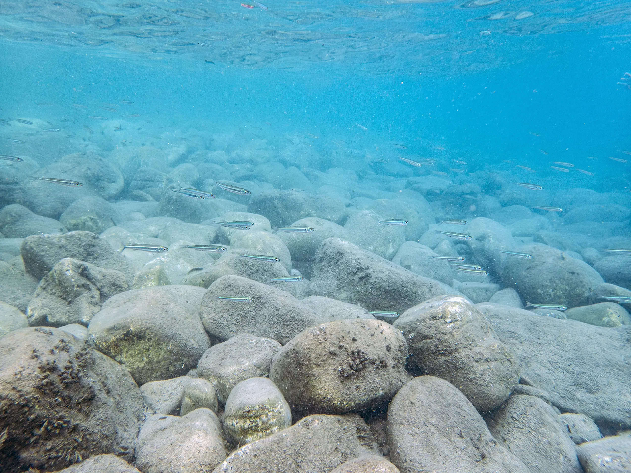 Poissons dans l'eau