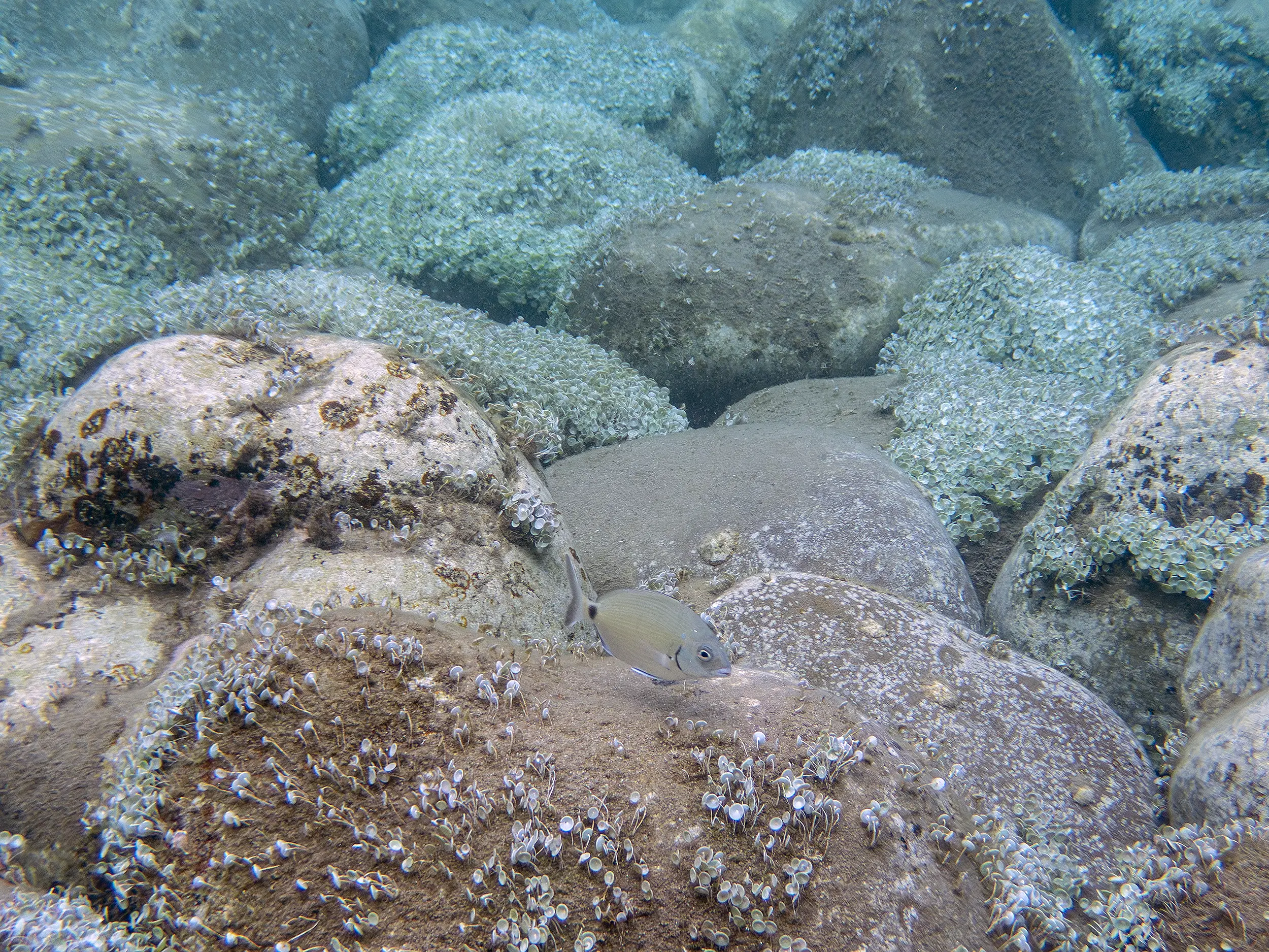 Poisson dans l'eau