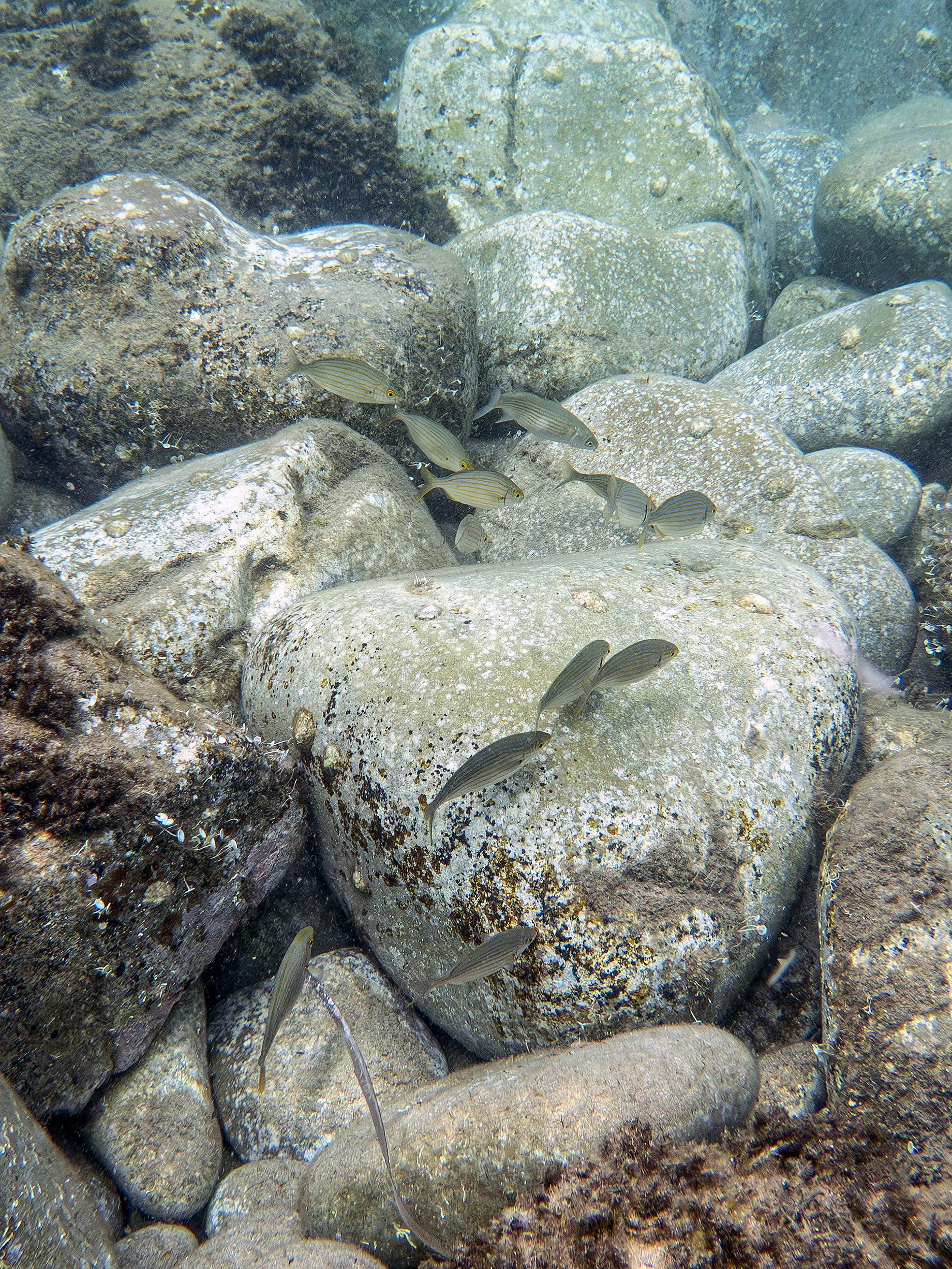 Poissons dans l'eau