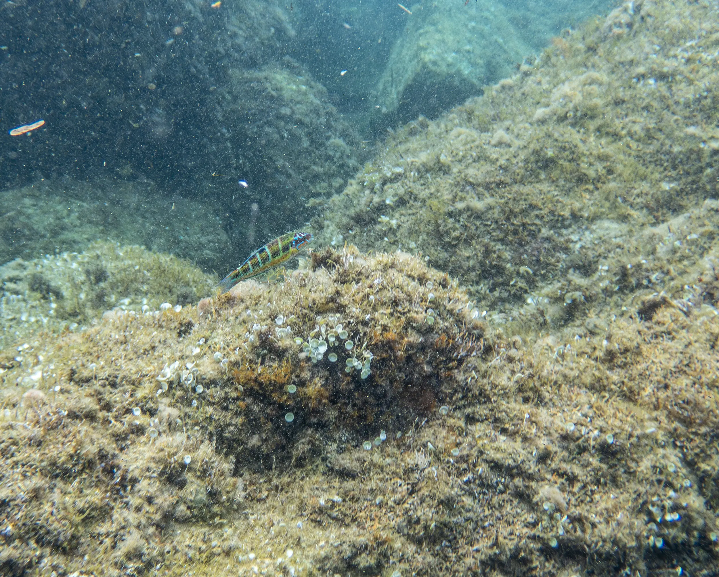 Poisson dans l'eau