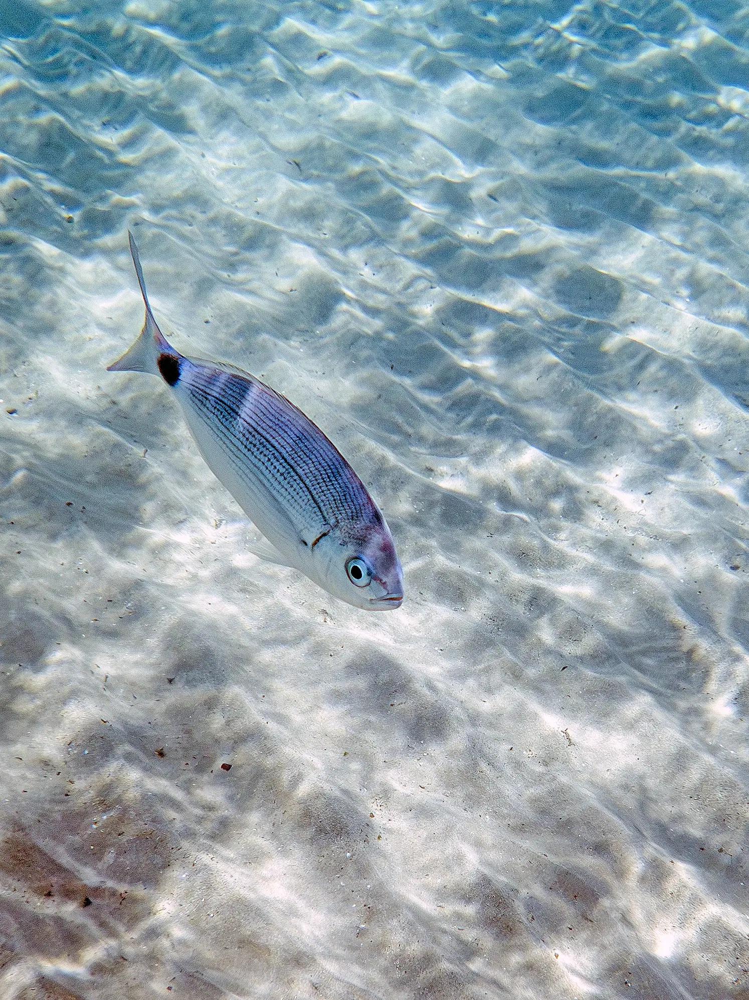 Poisson dans l'eau