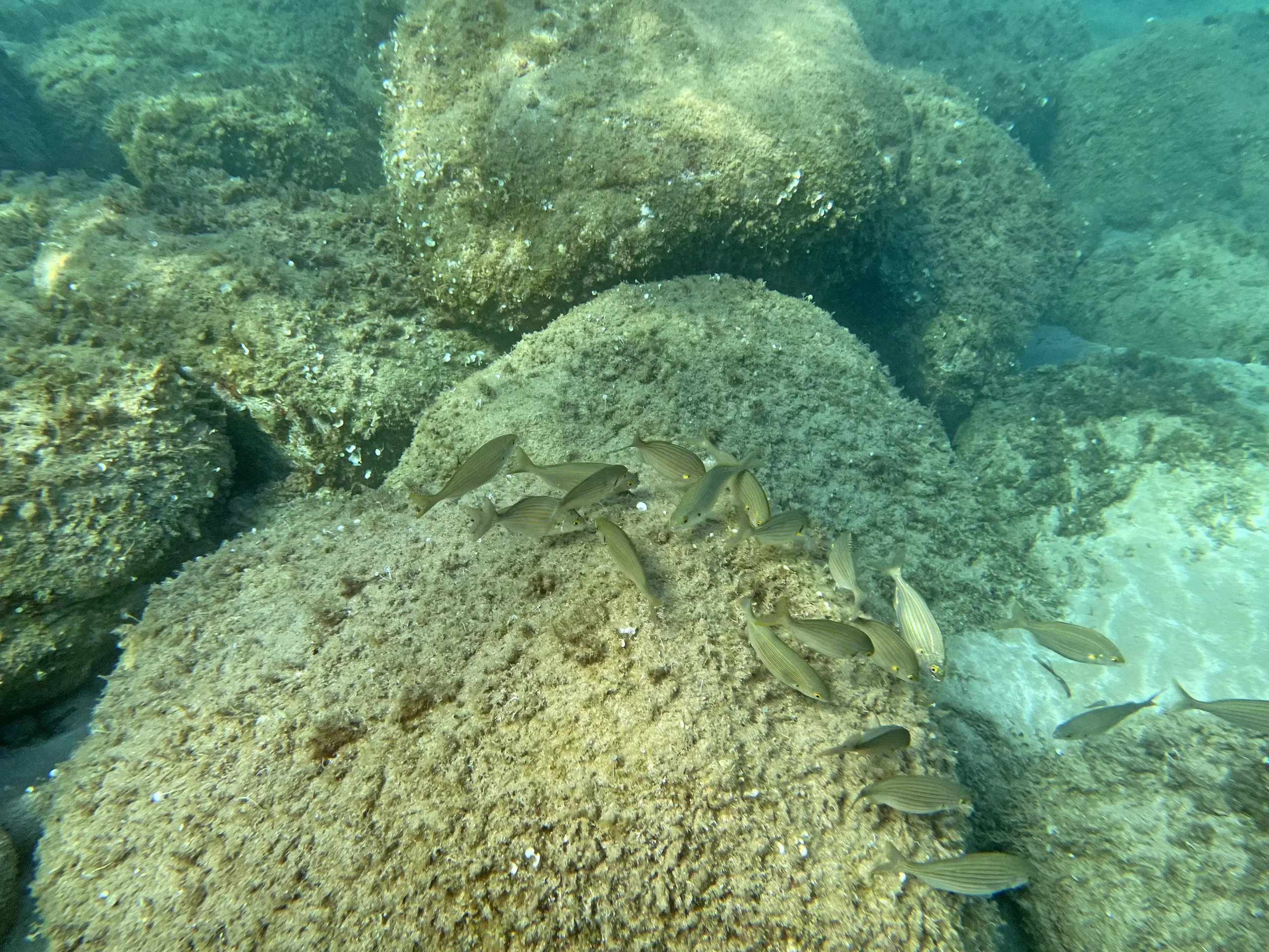 Banc de poissons (saupes)