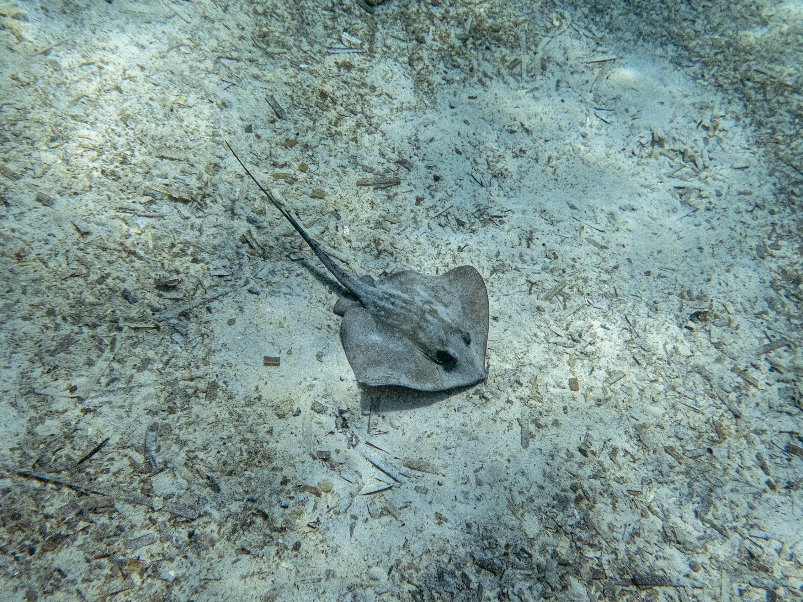 P8130296